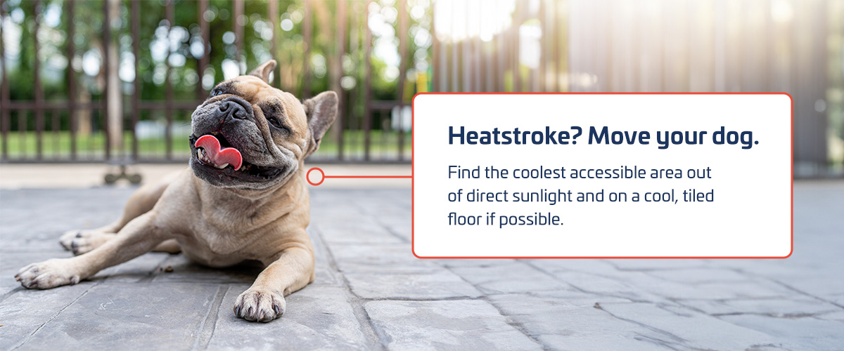 Effective Treatment of Heatstroke in Dogs