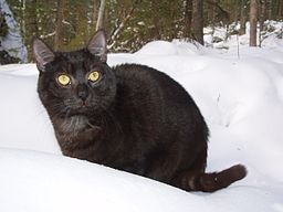 https://upload.wikimedia.org/wikipedia/commons/thumb/d/d2/Scary_black_cat_in_snow.JPG/256px-Scary_black_cat_in_snow.JPG